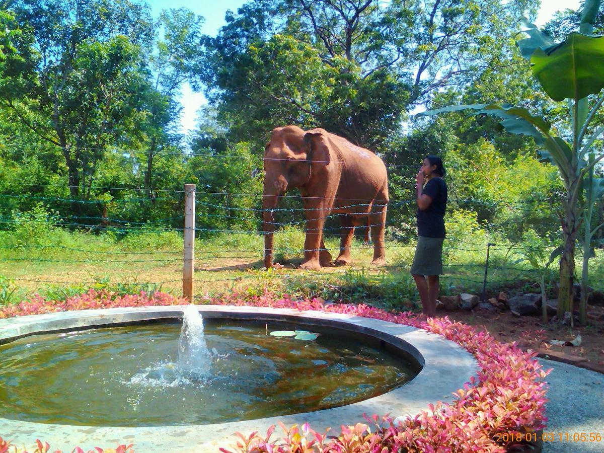 Owls Nest Hotel Udawalawe Buitenkant foto