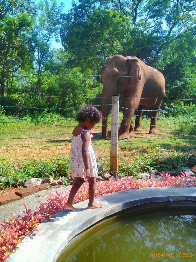 Owls Nest Hotel Udawalawe Buitenkant foto